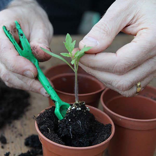 797658-1-eng-GB_tomato-seedlings-step-3