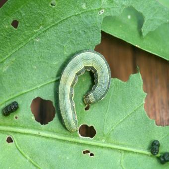 beet armyworm